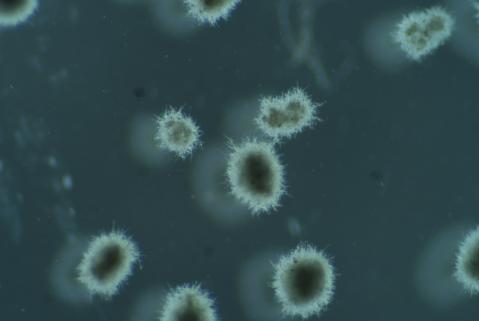 显微镜.png 显微镜.png